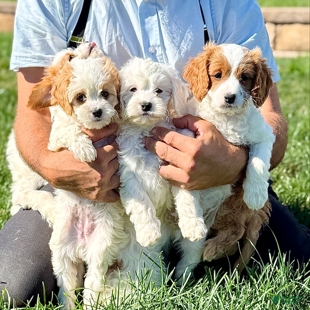 Cavapoo dogs for sale: Kyla  - Ad 4