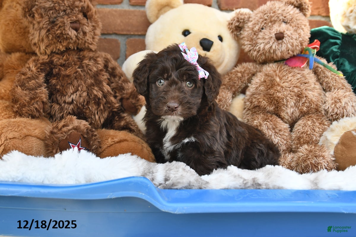 Aussiedoodle dogs Cherry - Ad 18