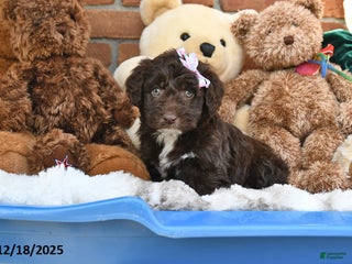 Aussiedoodle dogs Cherry - Ad 18