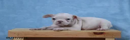 Frenchton dogs for sale: Rosa  - Ad 4