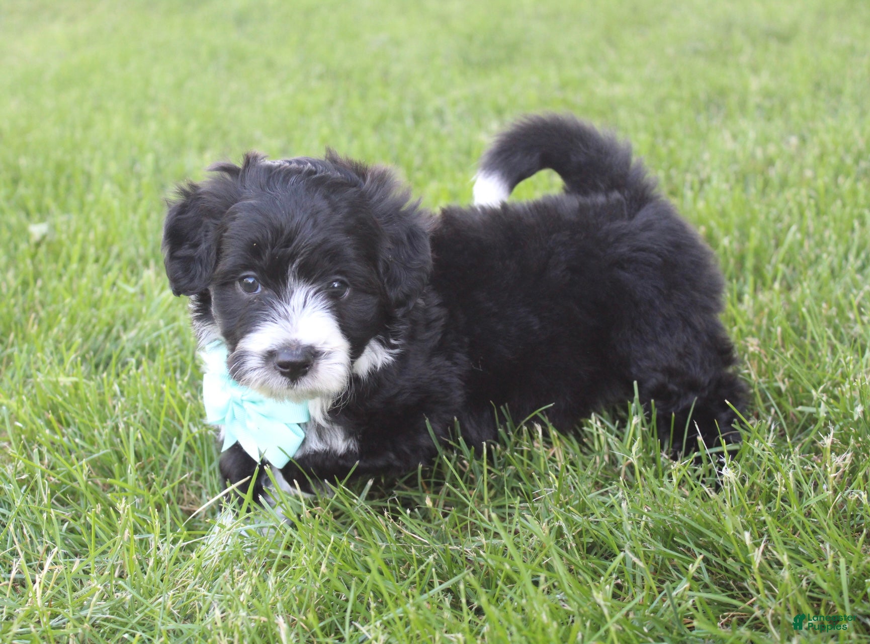 Mini Aussiedoodle dogs for sale: Jett 💎 - Ad 5