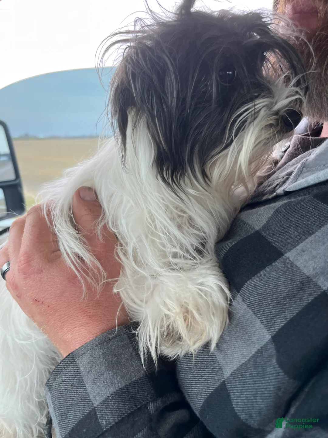 Yorkiepoo dogs for sale: Yorkiepoo Puppy 1 - Ad 5