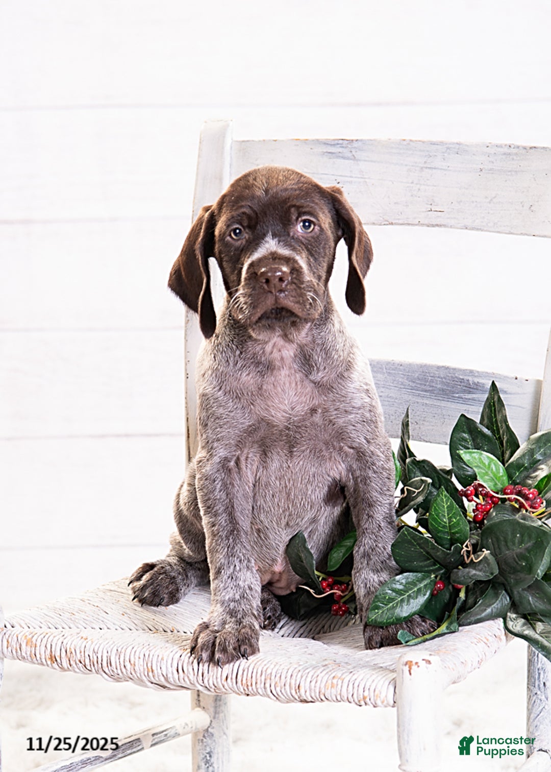 Mixed Breed dogs for sale: Remi - Ad 4