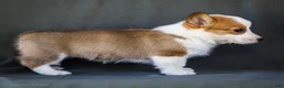 Welsh Corgi Pembroke dogs for sale: Bessie - Ad 5