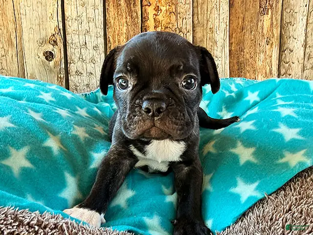 Frenchton dogs Gator - Ad 1