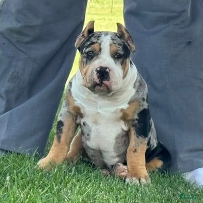 American Bully dogs Griffon - Ad 1