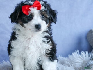 Mini Aussiedoodle dogs - Ad 2