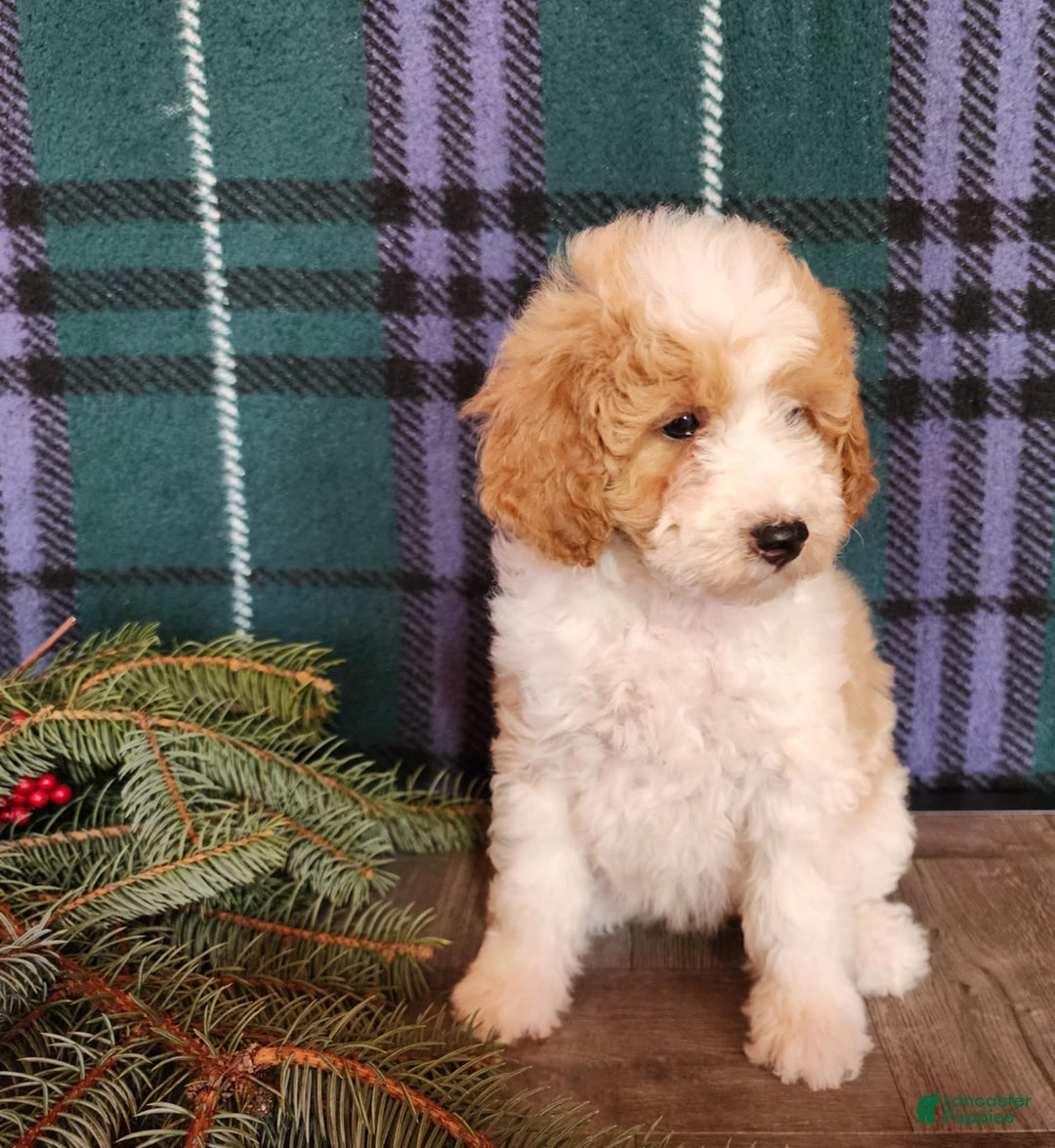 Mini Goldendoodle dogs for sale: Oma - Ad 5