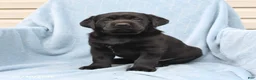 Labrador Retriever dogs for sale: Shadow - Ad 3