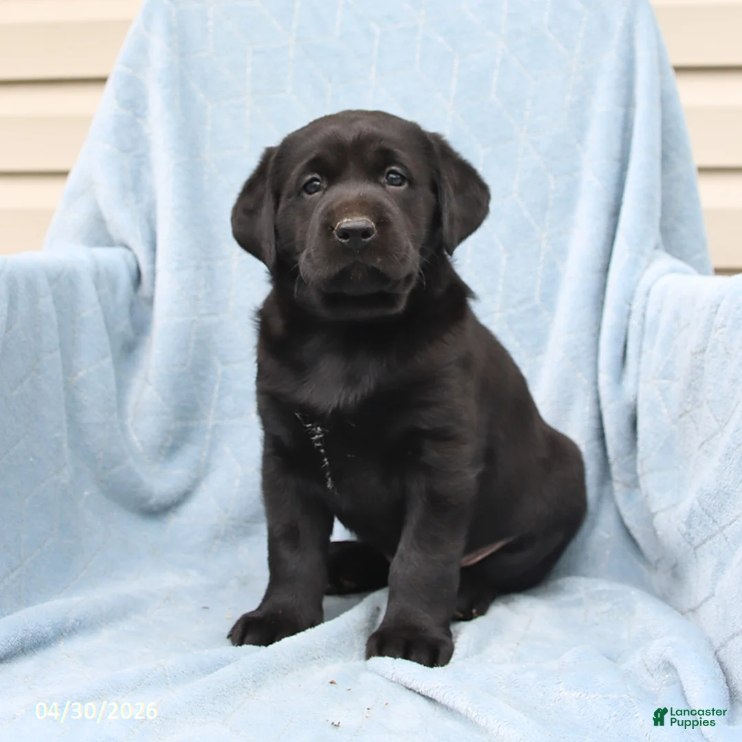 Labrador Retriever dogs for sale: Shadow - Ad 3
