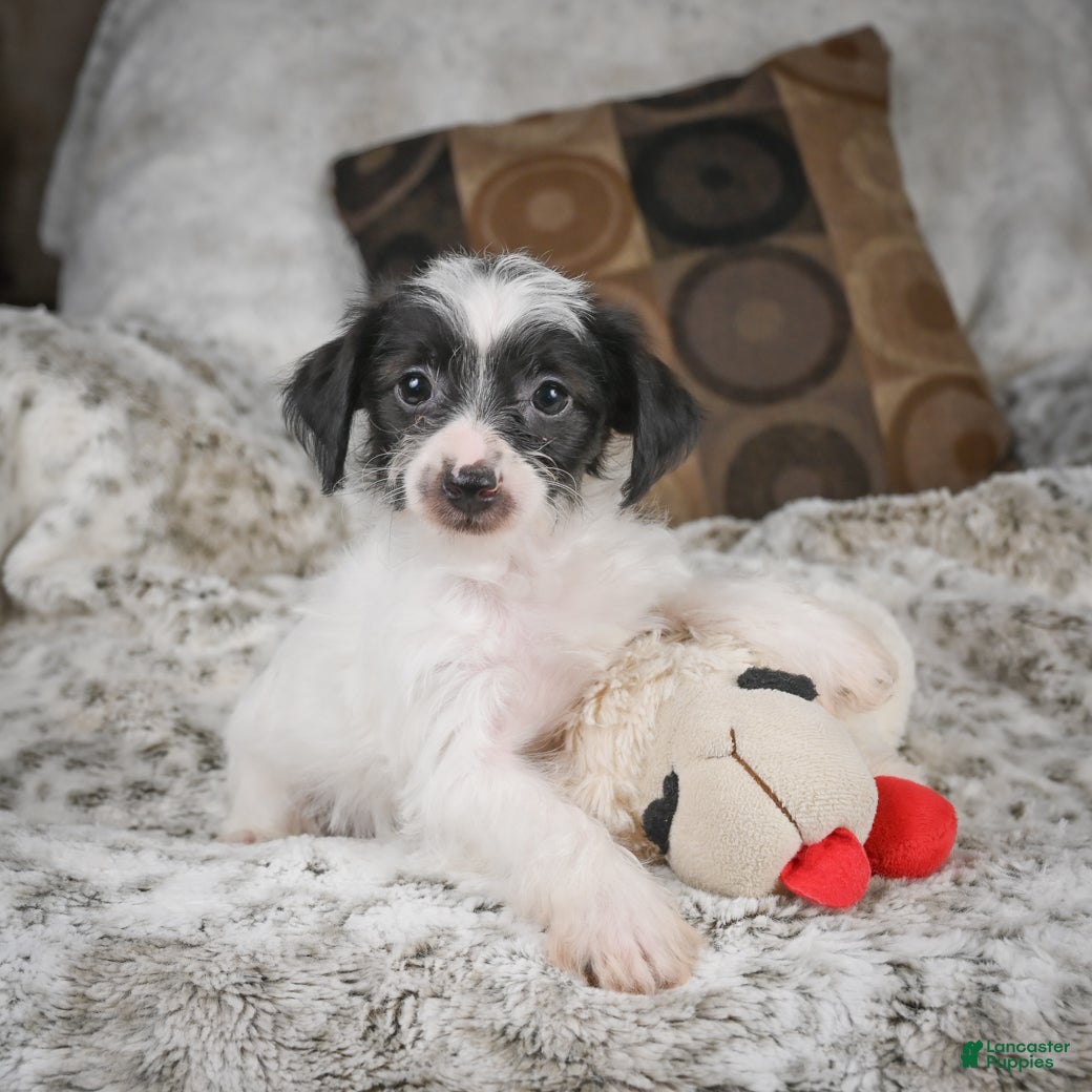 Mixed Breed dogs Candy - Ad 2