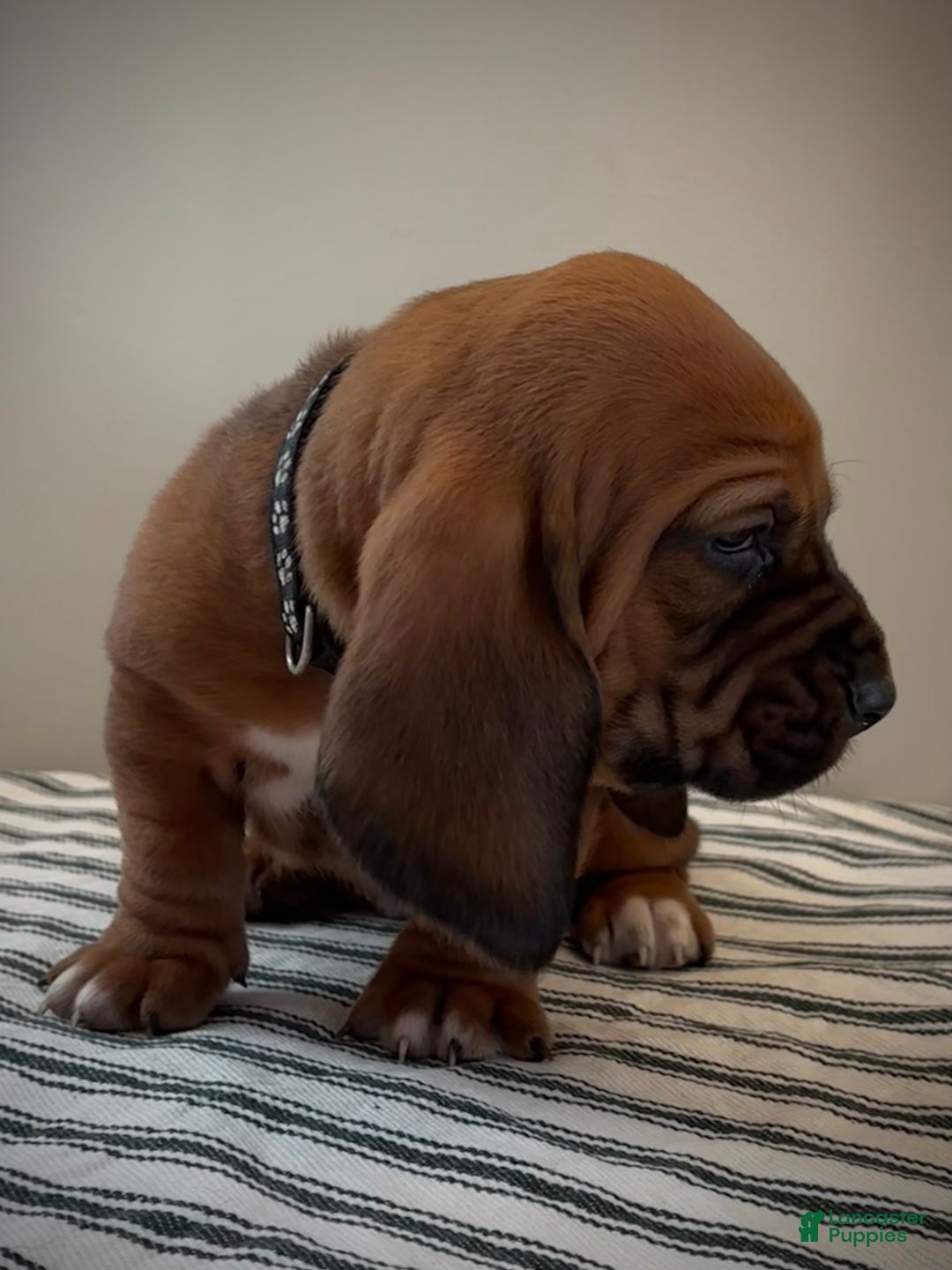 Basset Hound dogs for sale: Max - Ad 3