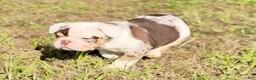 English Bulldog dogs for sale: Versace - Ad 11