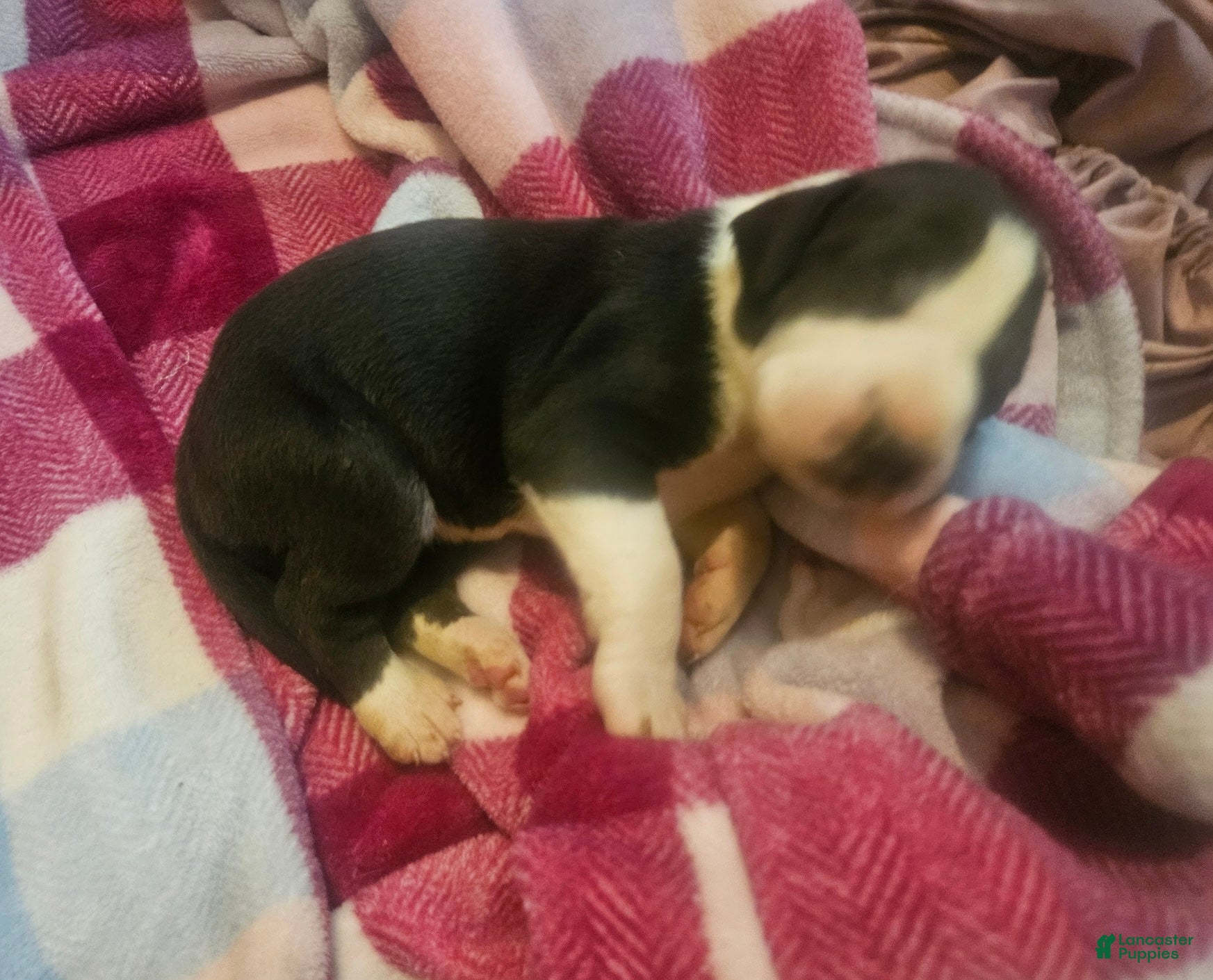 Great Dane dogs Dolly - Ad 24