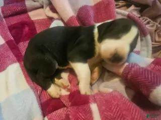 Great Dane dogs Dolly - Ad 24