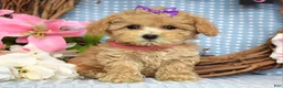 Maltipoo dogs for sale: Molly Xsmall - Ad 7