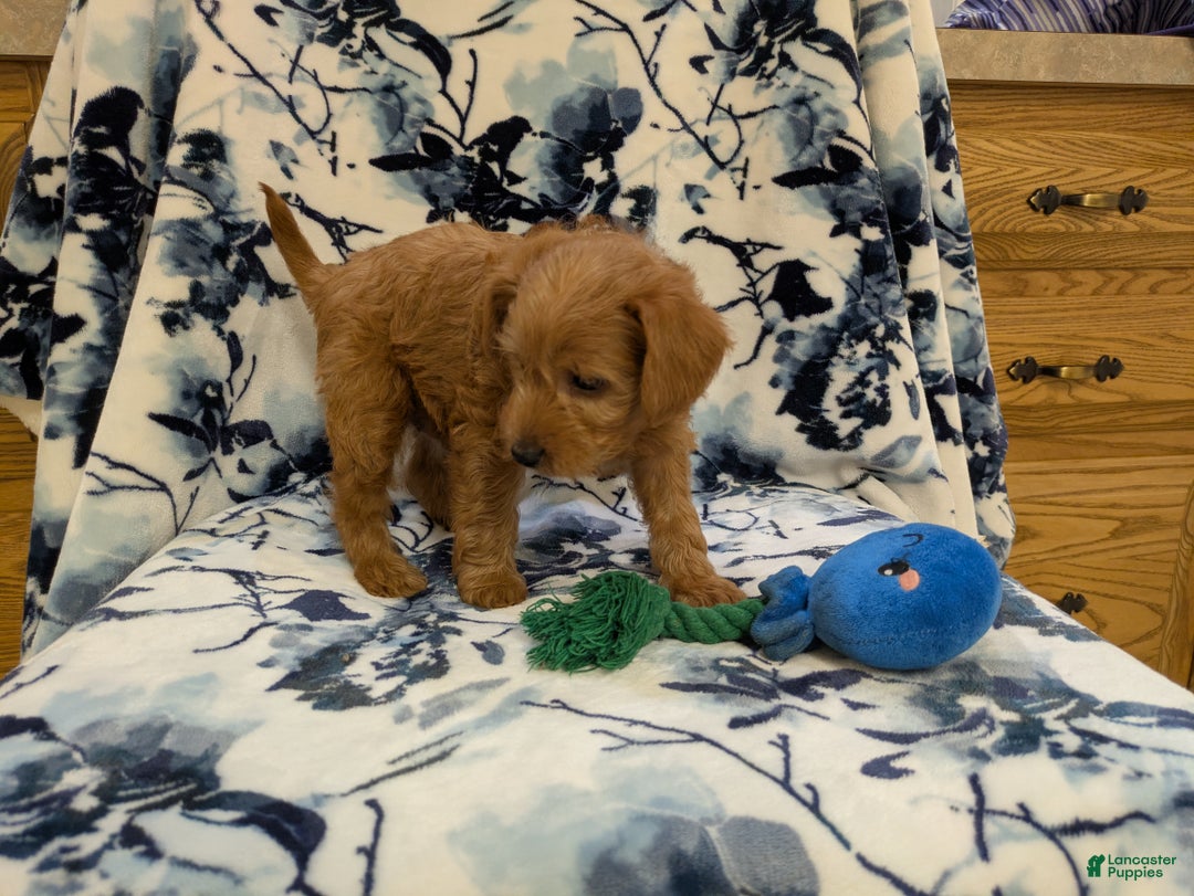 Jackapoo dogs for sale: Garnet - Ad 5