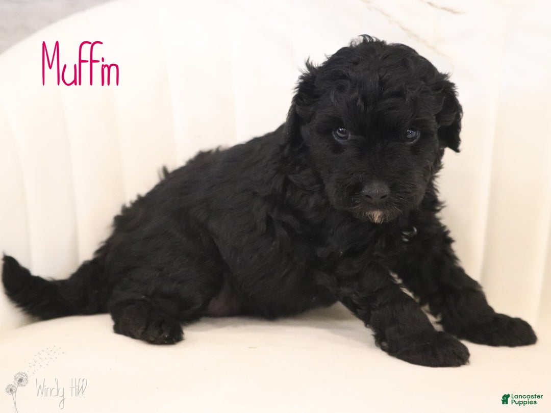 Mini Aussiedoodle dogs for sale: Muffin - Ad 3