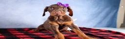 Doberman Pinscher dogs for sale: FANNIE - Ad 6