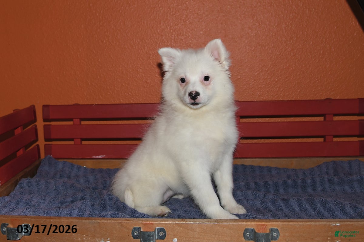 American Eskimo dogs Fluffy - Ad 2