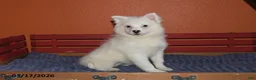 American Eskimo dogs for sale: Fluffy - Ad 2
