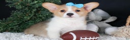 Welsh Corgi Pembroke dogs for sale: Ike - Ad 4