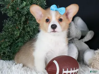 Welsh Corgi Pembroke dogs Ike - Ad 13