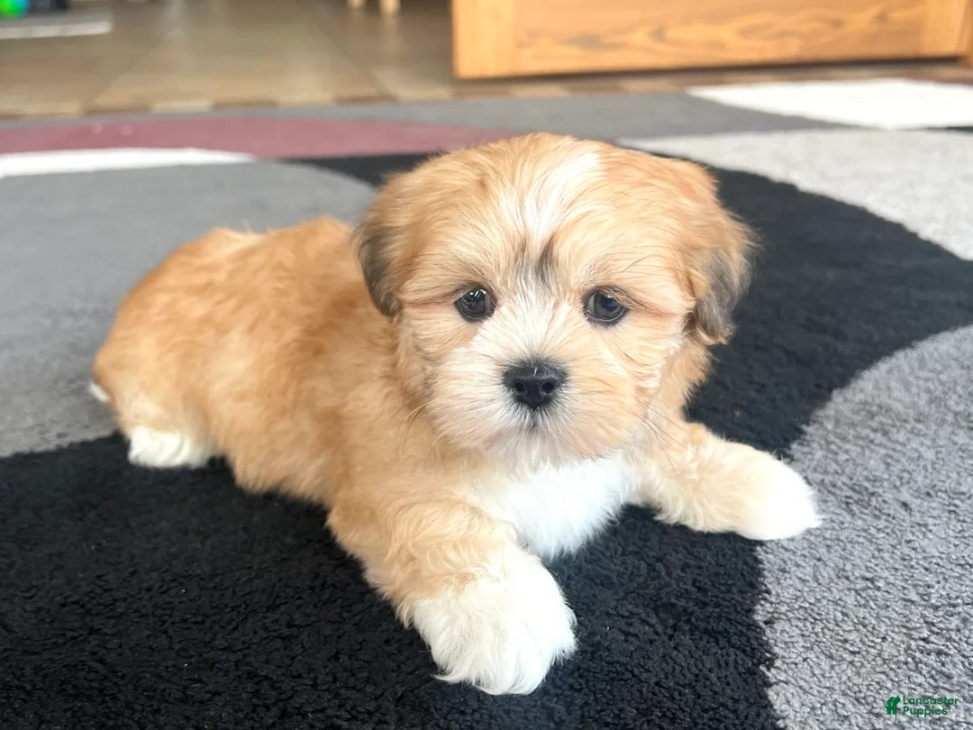 Lhasa Apso dogs for sale: Benji - Ad 6
