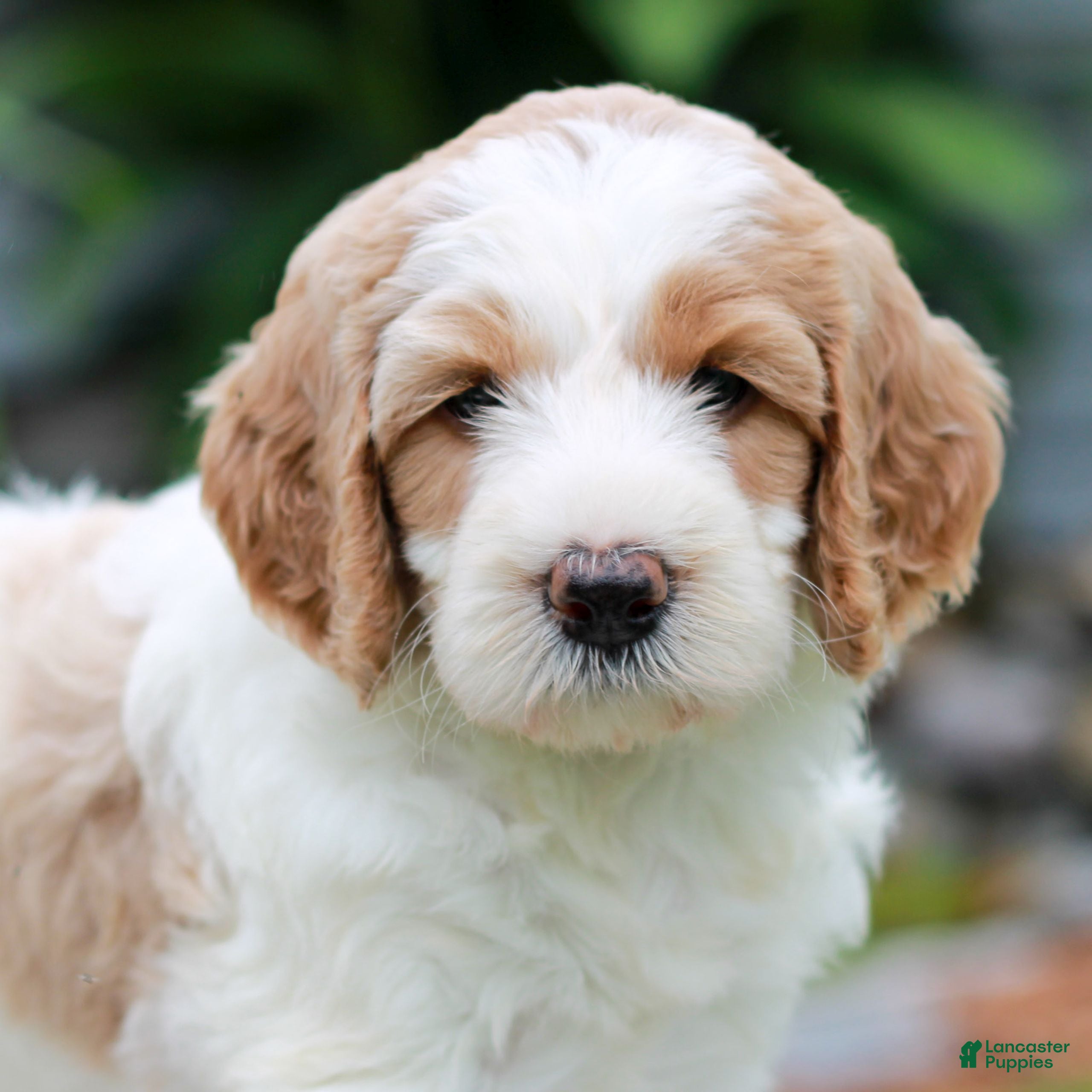 Miniature Labradoodle dogs Capri  - Ad 2