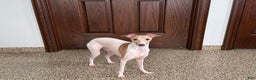 Italian Greyhound dogs for sale: Robbie - Ad 8
