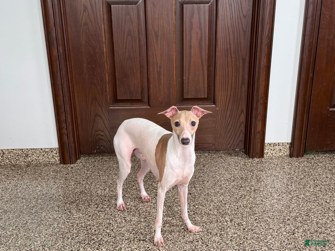Italian Greyhound dogs for sale: Robbie - Ad 8