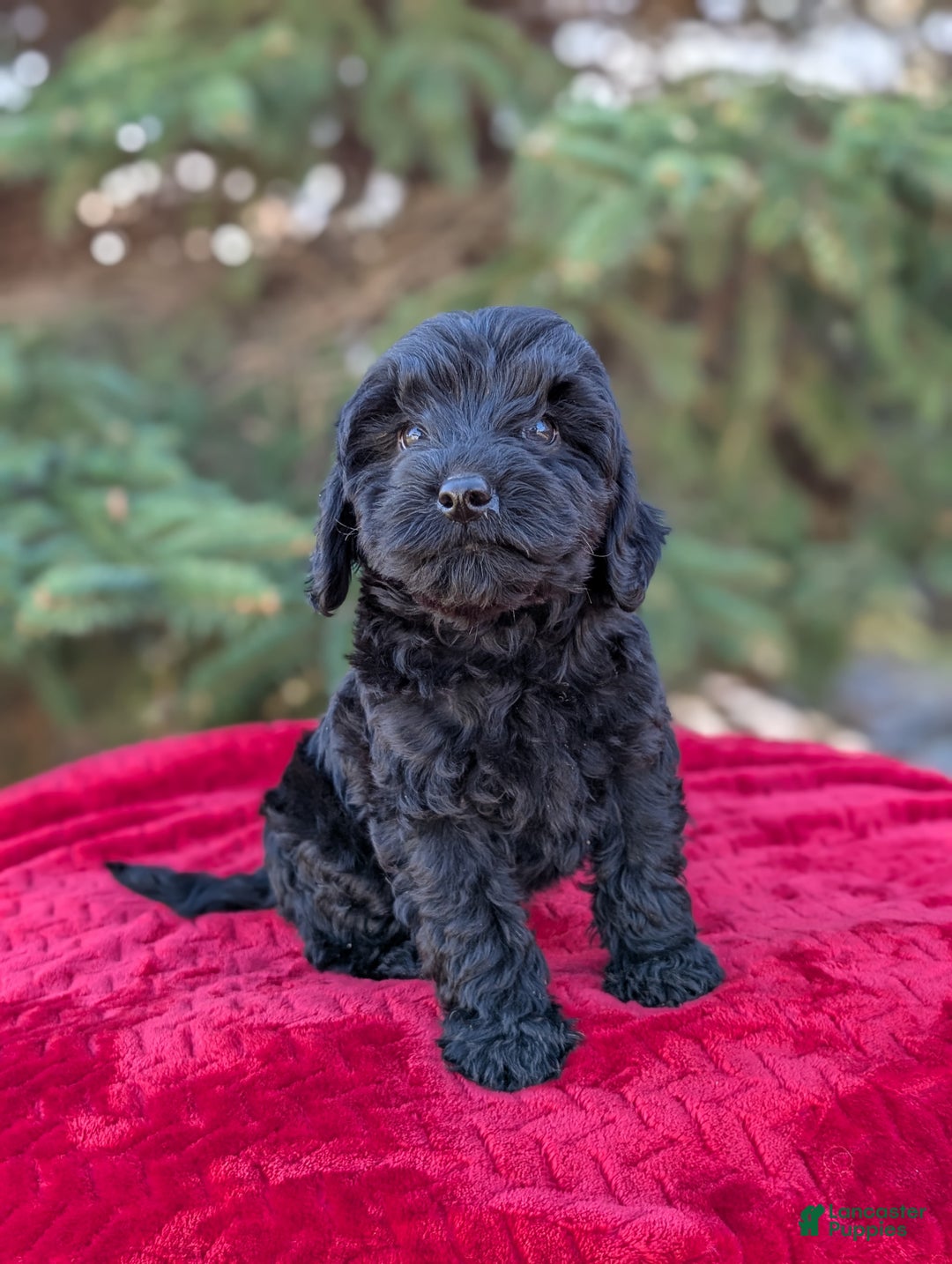 Shihpoo dogs for sale: Westley  - Ad 2
