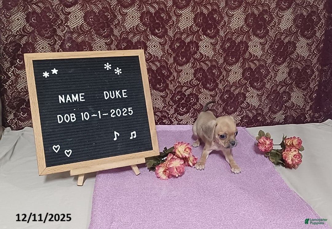 Puggle dogs for sale: Duke - Ad 2