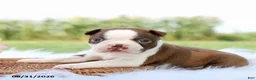 Boston Terrier dogs for sale: Daisy - Ad 1