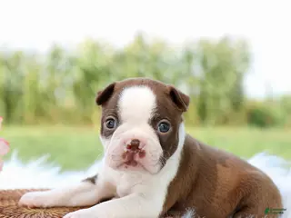 Boston Terrier dogs Daisy - Ad 1