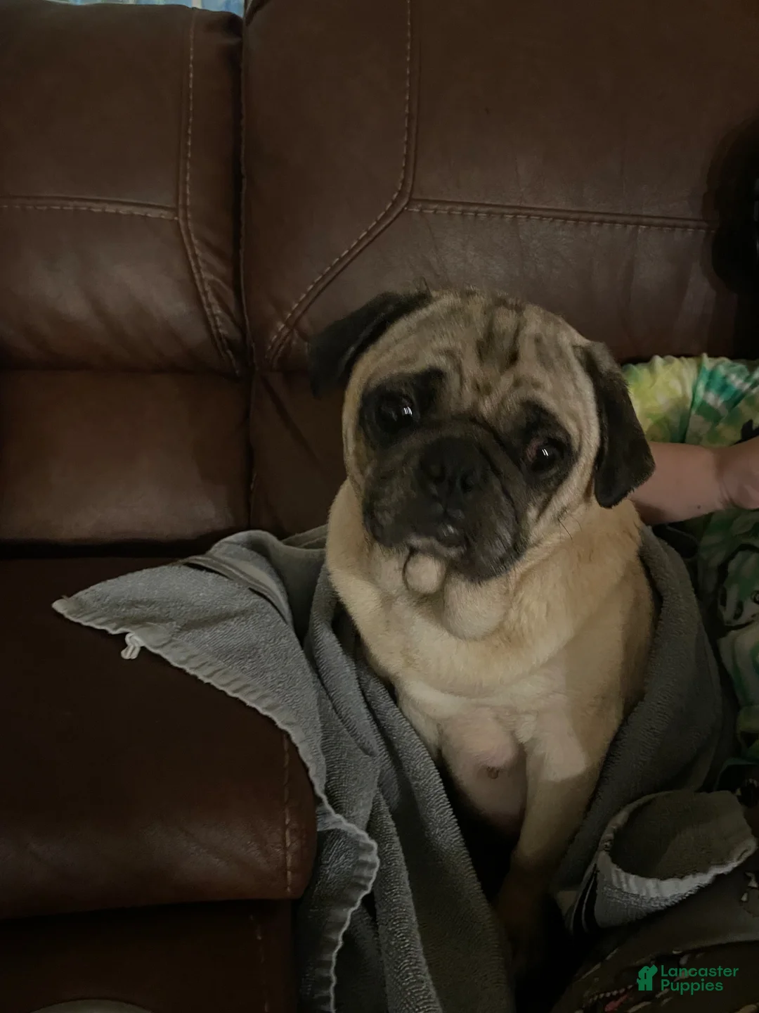 Mixed Breed dogs for sale: Sunny - Ad 2