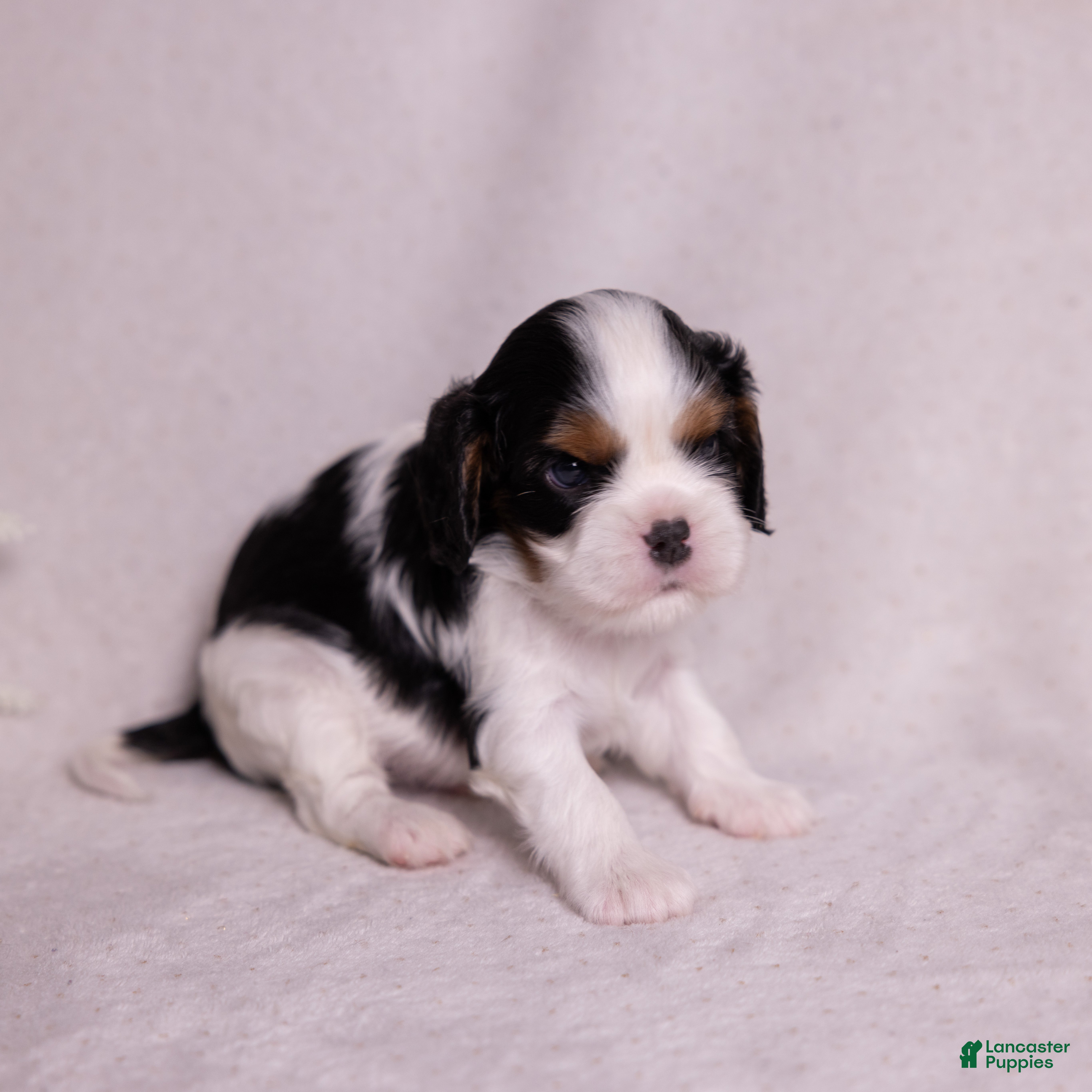 Cavalier King Charles Spaniel dogs Lukas - Ad 1