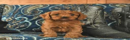 Cavapoo dogs for sale: Tinkerbell  - Ad 4