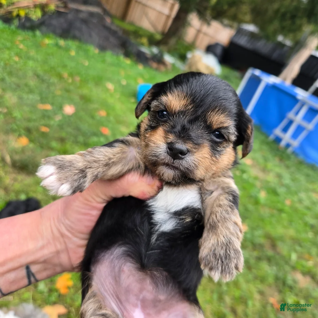 Morkie dogs for sale: Uno - Ad 1