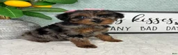 Yorkiepoo dogs for sale: Paisley  - Ad 3