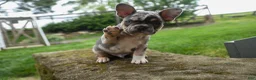 French Bulldog dogs for sale: Ace  (Blue Merle Tan) 🐶✨ - Ad 6