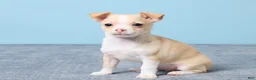 Chihuahua dogs for sale: Cally - Ad 2