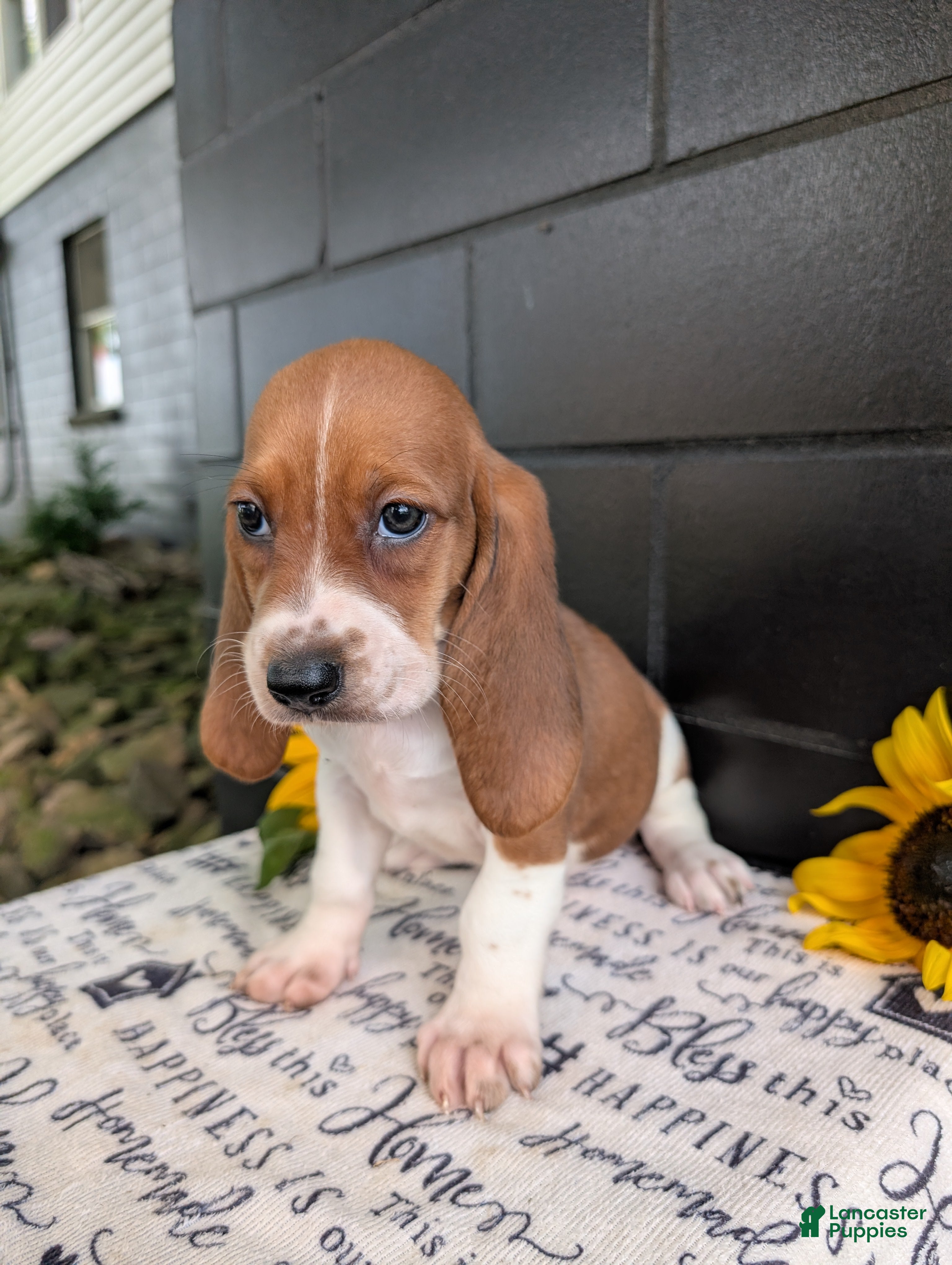 Mixed Breed dogs Mildred  - Ad 1