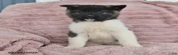 Akita dogs for sale: Flame - Ad 3