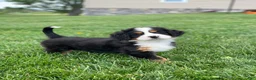 Bernese Mountain Dog dogs for sale: Elvis - Ad 5