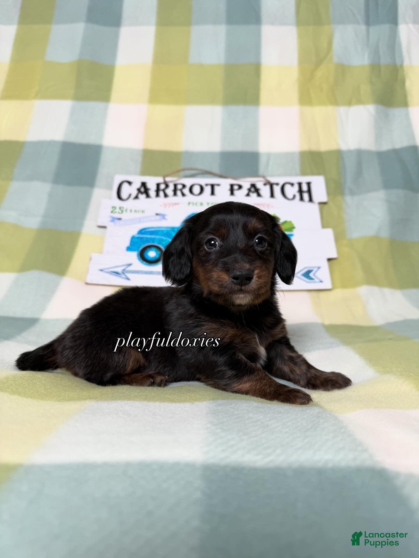 Dachshund dogs AKC Black & Tan Brindle Long Haired Male Dachshund Male ALL Clear - Ad 2