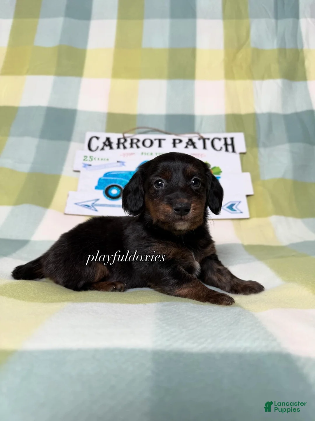 Dachshund dogs for sale: AKC Black & Tan Brindle Long Haired Male Dachshund Male ALL Clear - Ad 2