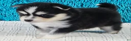 Pomsky dogs for sale: Lola - Ad 3