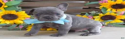 French Bulldog dogs for sale: Louie - Ad 8