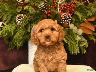 Cockapoo dogs Indigo - Ad 35